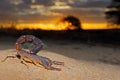 Granulated thick-tailed scorpion at sunset, Kalahari desert, South Africa