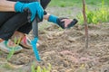 Granules fertilizer in hands of woman gardener Royalty Free Stock Photo