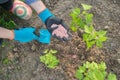 Granules fertilizer in hands of woman gardener. Spring work in garden, fertilizing plants, blackcurrant bushes Royalty Free Stock Photo