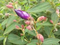 Granulosa tibouchina flowers blooming in the yard