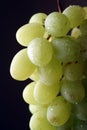 Grape Royalty Free Stock Photo