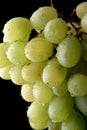 Grape Royalty Free Stock Photo