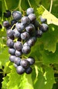 Delicious Grape Royalty Free Stock Photo