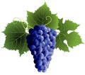Grape Royalty Free Stock Photo