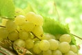 White ripe grape closed up Royalty Free Stock Photo
