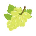 Illustration of a bunch of white grapes
