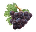 Grape