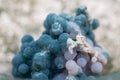 Grape Agate Clusters from Indonesia in Moss Agate hand carved polished bowl from Morocco.