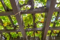 Grape Arbor Royalty Free Stock Photo