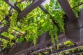 Grape Arbor Royalty Free Stock Photo