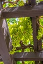 Grape Arbor Royalty Free Stock Photo