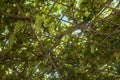 Grape arbor with clusters of grapes and metal construction closeup Royalty Free Stock Photo
