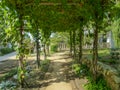 Grape Arbor Royalty Free Stock Photo