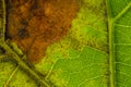Downy mildew on grape leaf