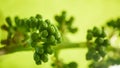 Grape baby flower closeup. Beautiful detail.