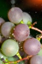 Grape background close-up. Organic green grapes, concept wine, crop and juice. Vertical photo Royalty Free Stock Photo