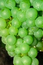 Grape background close-up. Organic green grapes, concept wine, crop and juice. Vertical photo Royalty Free Stock Photo