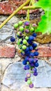 Grape with berries of a red grape variety in front of a stone wall