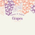 Grape berry design template. Hand drawn vector fruit illustration. Engraved style vintage botanical background.