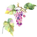 Grape berry healthy food in a watercolor style isolated. Watercolor background set. Isolated fruit illustration element.