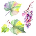 Grape berry healthy food in a watercolor style isolated. Watercolor background set. Isolated fruit illustration element.