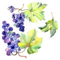 Grape berry healthy food in a watercolor style isolated. Watercolor background set. Isolated fruit illustration element.