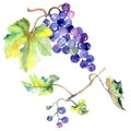 Grape berry healthy food in a watercolor style isolated. Watercolor background set. Isolated fruit illustration element.