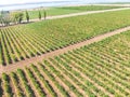 Grape bird`s-eye view. Vine rows. Top view on the garden on a background of the estuary Royalty Free Stock Photo