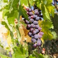 Grape of black vine