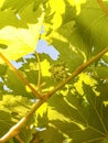 Grape blossoms young , olant backround