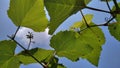 grape on the blue sky Royalty Free Stock Photo