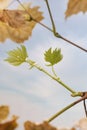 Grape branch with fresh green leaves and old dry yellow leaves Royalty Free Stock Photo