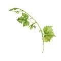 Grape branch with green leaves and tendrils isolated on white background. Hand drawn watercolor illustration Royalty Free Stock Photo