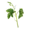 Grape branch with green leaves and tendrils isolated on white background. Hand drawn watercolor illustration Royalty Free Stock Photo