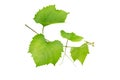 Grape branch with green fresh leaves and tendrils isolated on white Royalty Free Stock Photo