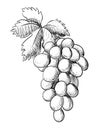 Grape branch with leaf hand drawing engraving vintage style illustration isolated on white background website page and mobi Royalty Free Stock Photo