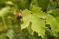 Grape Chasselas Royalty Free Stock Photo