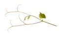 Grape branch vine with tendrils and young leaves isolated on white background. Royalty Free Stock Photo