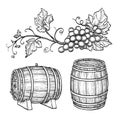 Grape branches and wine barrels. Royalty Free Stock Photo