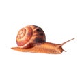 A grape brown snail with a large shell is crawling. Isolated image for print, face cream. Healing snail mucin