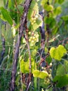 Ripe grapes on branches of the vine on hot summer day Royalty Free Stock Photo