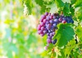 Grape bunch Royalty Free Stock Photo