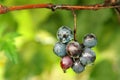 Grape bunch Royalty Free Stock Photo