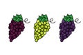 Grape bunch doodles set. Wine and table grapes clusters. Various elements isolated. Vector outline illustration. Hand Royalty Free Stock Photo