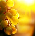 Grape. Bunch of grapes on grapevine Royalty Free Stock Photo