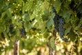 Grape bunch, very shallow focus Royalty Free Stock Photo