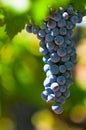 Grape bunch, very shallow focus Royalty Free Stock Photo