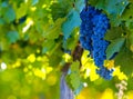 Grape bunch, very shallow focus Royalty Free Stock Photo