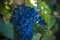 Grape bunch, very shallow focus Royalty Free Stock Photo