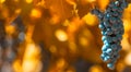Grape bunch, very shallow focus Royalty Free Stock Photo